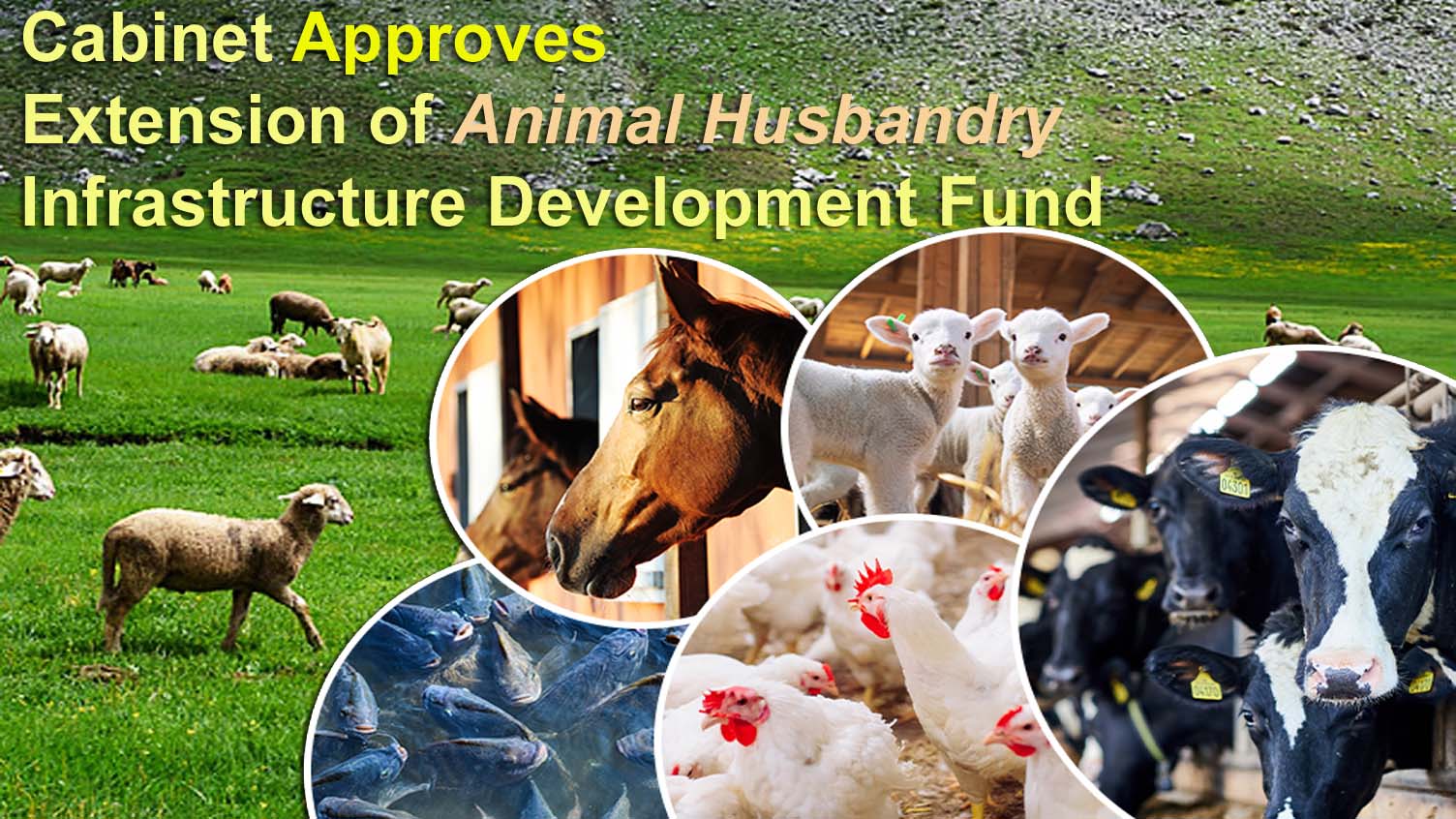 The Animal Husbandry Infrastructure Development Fund’s expansion is approved by the cabinet.